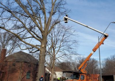 Affordable and Reliable Tree Service