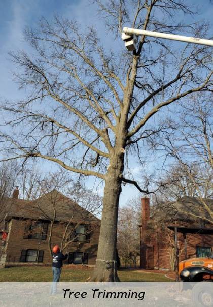 Dependable Tree Trimming in Kansas City MO